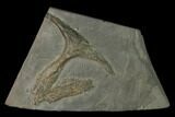 Fossil Ichthyosaur Interclavicle Bone on Shale - Germany #150335-1